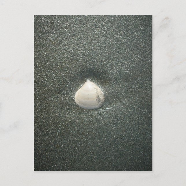 Beautiful Seashell in the Sand: A Salty Souvenir Postcard (Front)