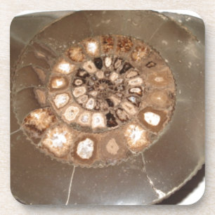 Beautiful sectioned Dactylioceras ammnite fossil Coaster