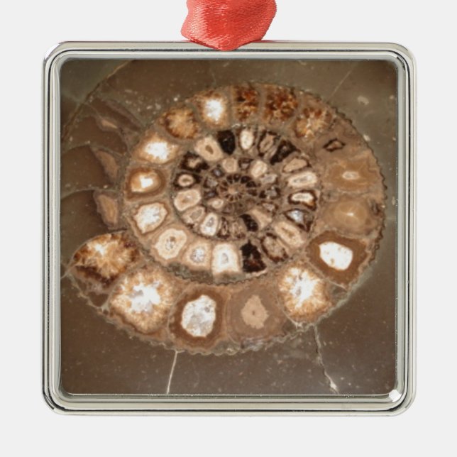 Beautiful sectioned Dactylioceras ammnite fossil Metal Tree Decoration (Front)