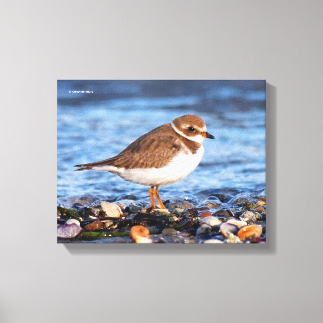 Beautiful Semipalmated Plover at the Beach Canvas Print (Front)