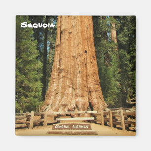Beautiful Sequoia Magnet! Magnet