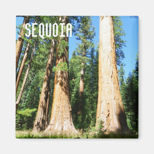 Beautiful Sequoia Magnet! Magnet