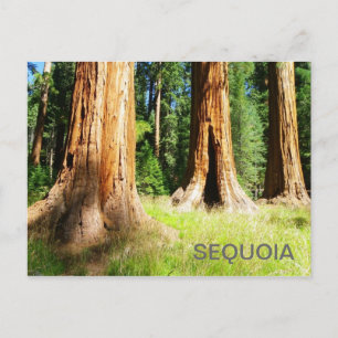 Beautiful Sequoia Postcard! Postcard