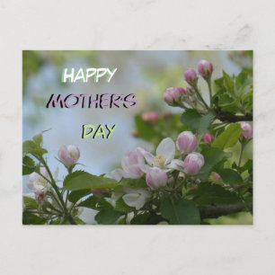 Beautiful Serene Blossoms Mother's Day Postcard