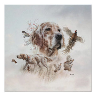 Beautiful Setter , Art Poster