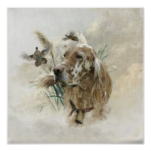 Beautiful Setter with Pheasants , Art Poster