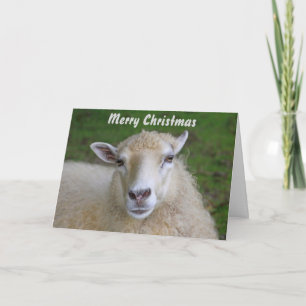 Beautiful Sheep Christmas Holiday Card