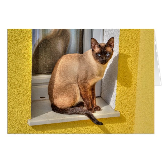 Beautiful Siamese Cat (Front Horizontal)