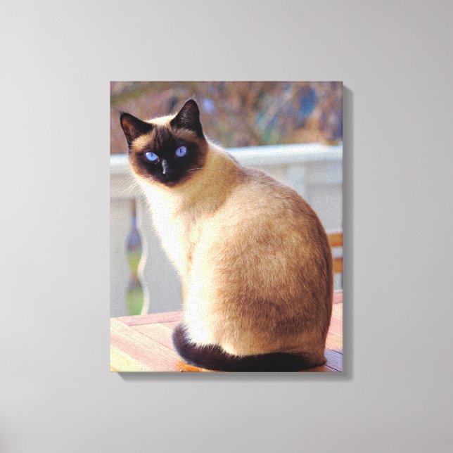 Beautiful Siamese Cat Blue Eyes Canvas Print (Front)