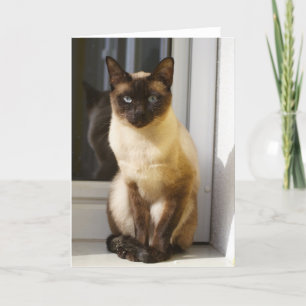 Beautiful Siamese Cat Card