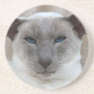 Beautiful Siamese Cat Coaster