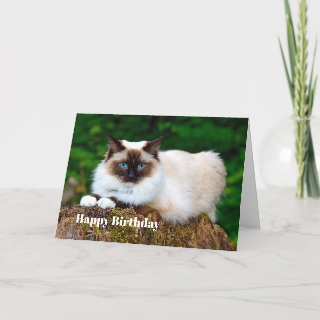 Beautiful Siamese Cat Photo Birthday Card (Front)