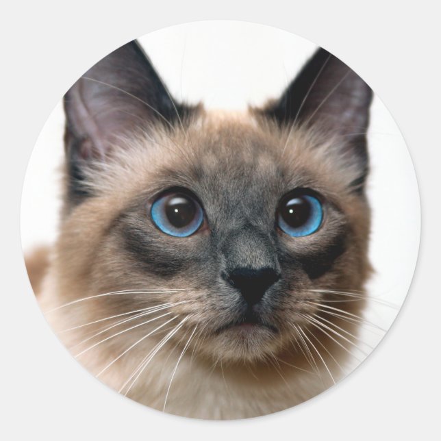 Beautiful Siamese Cat Photo Classic Round Sticker (Front)