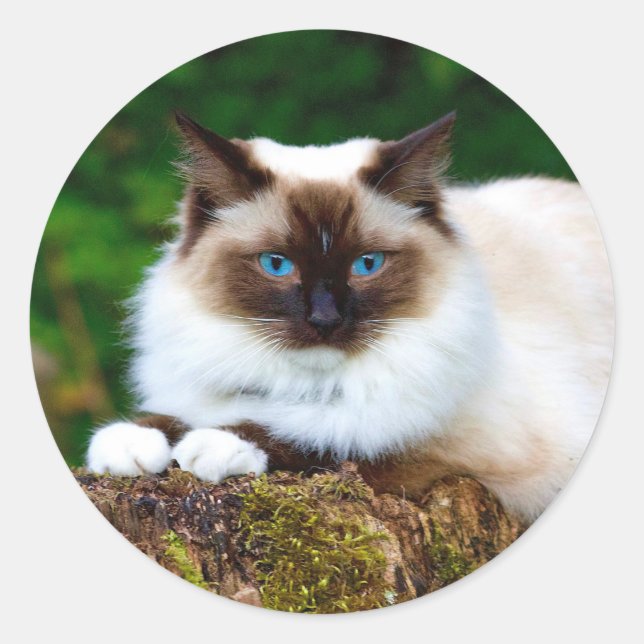 Beautiful Siamese Cat Photo Classic Round Sticker (Front)