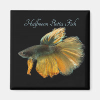 Beautiful Siamese Fighting Fish Betta Halfmoon   