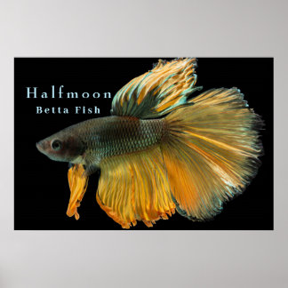 Beautiful Siamese Fighting Fish Betta Halfmoon Poster