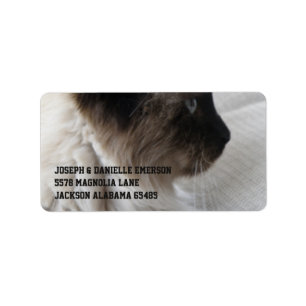 Beautiful Siamese Kitty Label