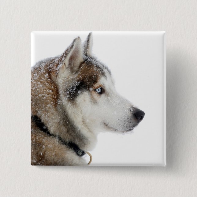 Beautiful Siberian Husky in the Snow 15 Cm Square Badge (Front)