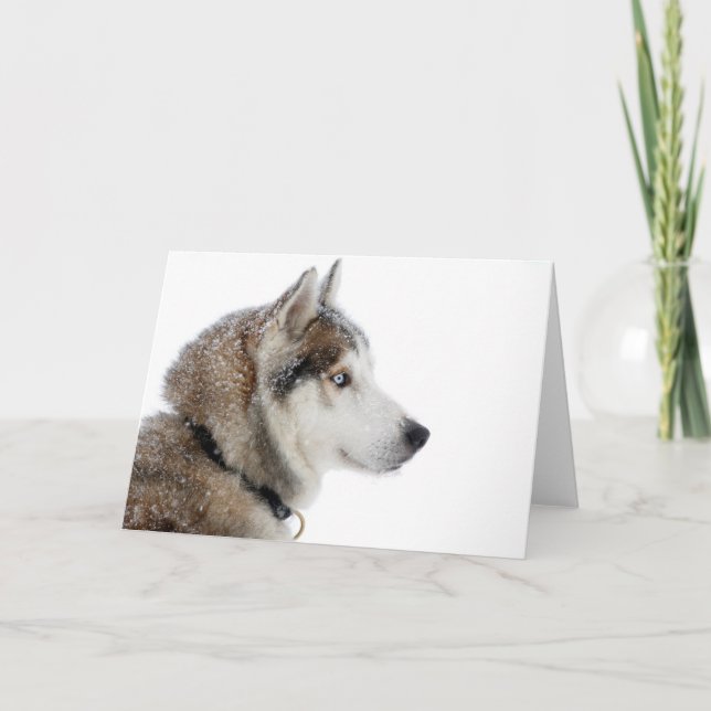 Beautiful Siberian Husky in the Snow Card (Front)