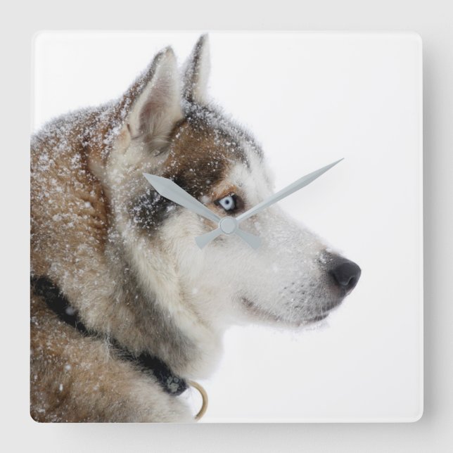 Beautiful Siberian Husky in the Snow Square Wall Clock (Front)
