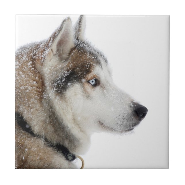 Beautiful Siberian Husky in the Snow Tile (Front)