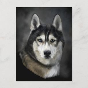 Beautiful Siberian Husky Postcard