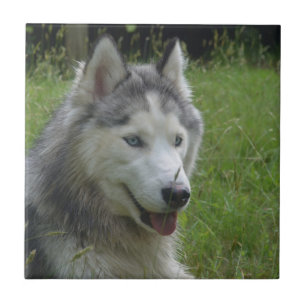 Beautiful Siberian Husky Puppy Dog Tile