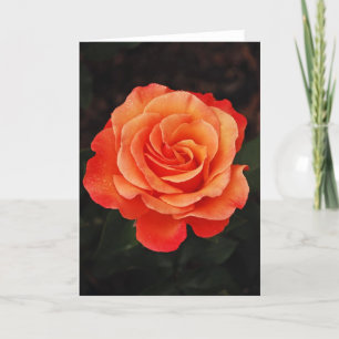 Beautiful single orange rose greeting card