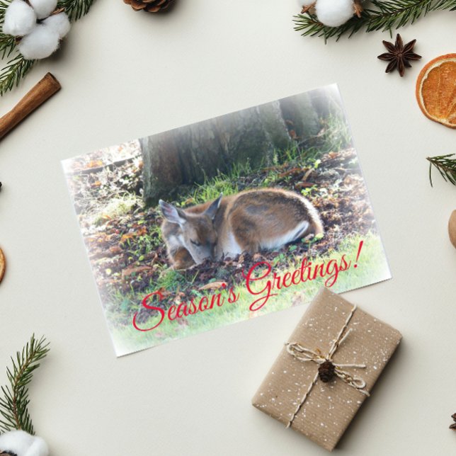 Beautiful Sleeping Deer Wildlife Holiday Card (In Situ)