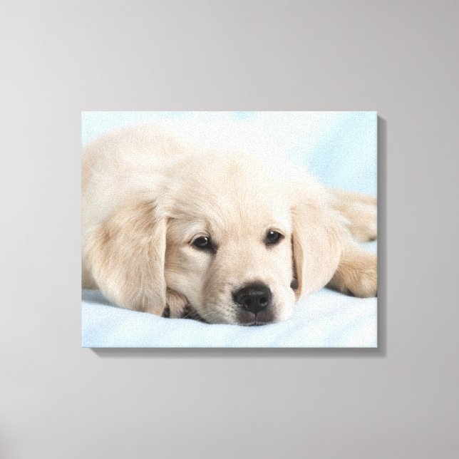 Beautiful Small Puppy Canvas Print (Front)