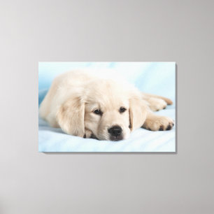 Beautiful Small Puppy Canvas Print
