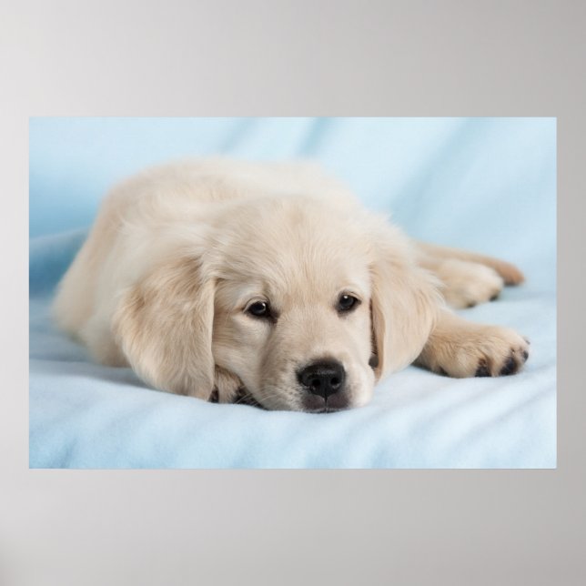 Beautiful Small Puppy Poster (Front)