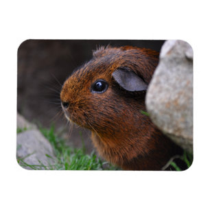 Beautiful, Smooth, Gold Agouti Guinea Pig Magnet