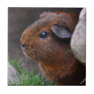 Beautiful Smooth, Gold Agouti Guinea Pig Tile
