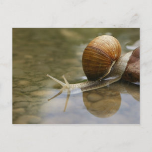 Beautiful Snail and Reflection in Water Postcard