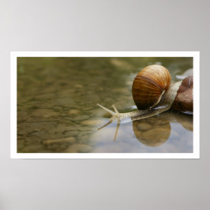 Beautiful Snail Reflected in Water Poster