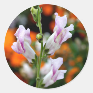 Beautiful Snapdragon Flower Design Classic Round Sticker