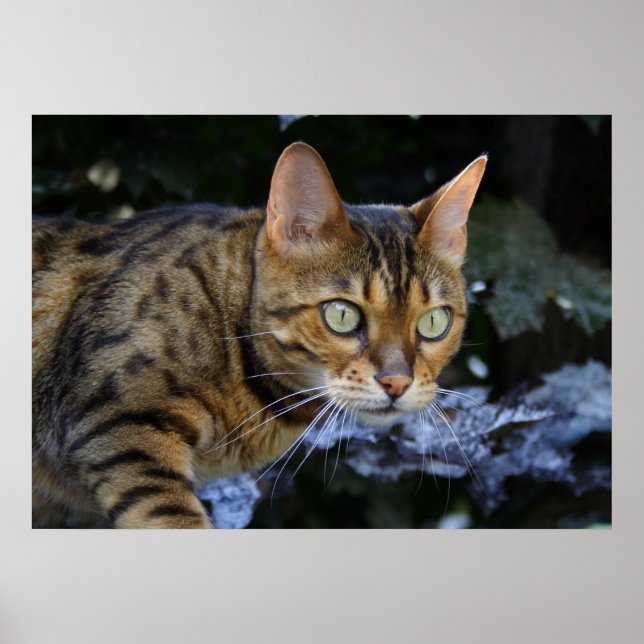 Beautiful Sneaking Bengal Cat Poster (Front)