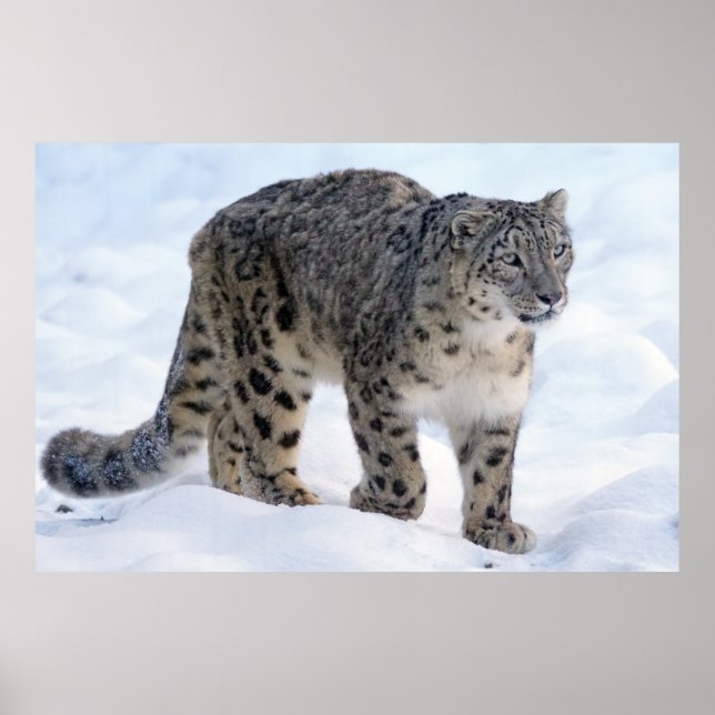 Beautiful snow leopard poster (Front)