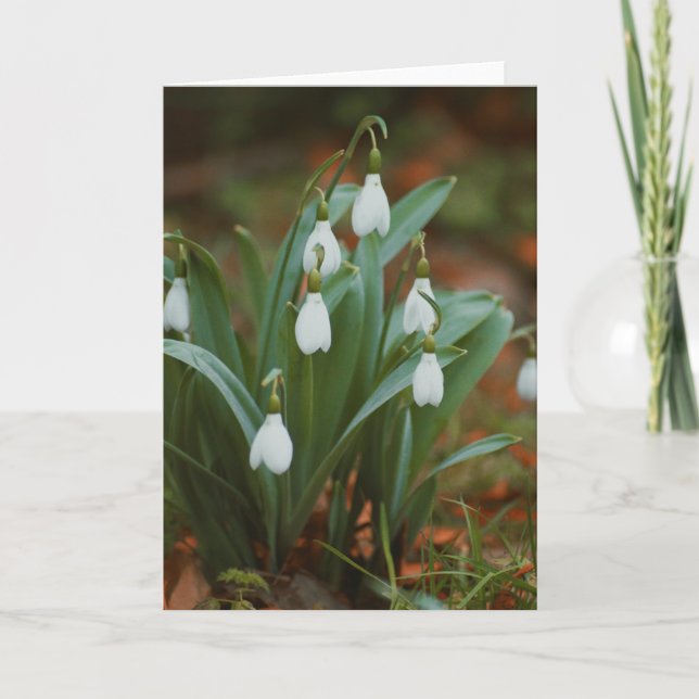 Beautiful snowdrop flower photography blank card (Front)