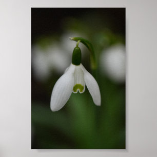 Beautiful Snowdrop Up Close  Poster