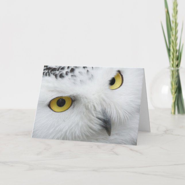 Beautiful Snowy Owl Eyes Happy Birthday Card (Front)