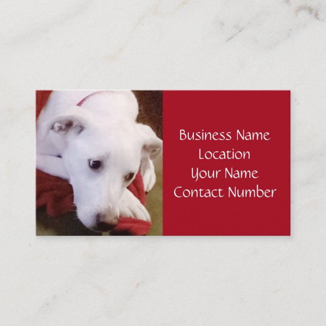 Beautiful Snowy White Dog Red Business Card (Front)