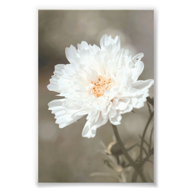 Beautiful Snowy White Flower Blossoms Floral Photo Print (Front)