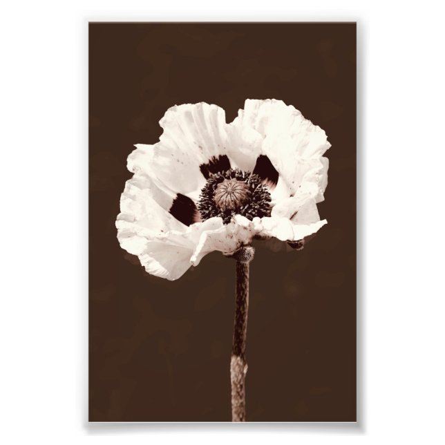 Beautiful Snowy White Montana Wildflower Photo Print (Front)