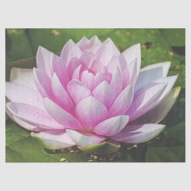 Beautiful Soft Pink Water Lily Tissue Paper (Front)