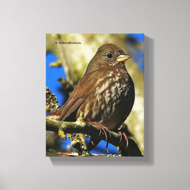 Beautiful Sooty Fox Sparrow in a Pear Tree Canvas Print (Front)
