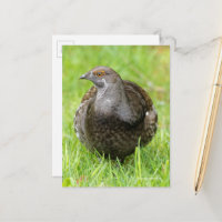 Beautiful Sooty Grouse Gamebird in Grass