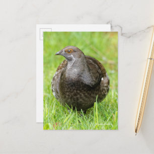 Beautiful Sooty Grouse Gamebird in Grass Postcard