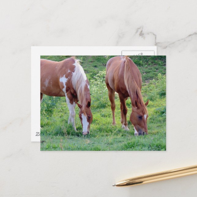 Beautiful Sorrel Gelding Paint Mare Postcard (Front/Back In Situ)